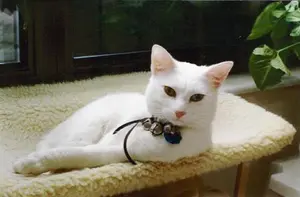 If you want to know what's in any cabinet in the house, just ask Honky Biorseth.