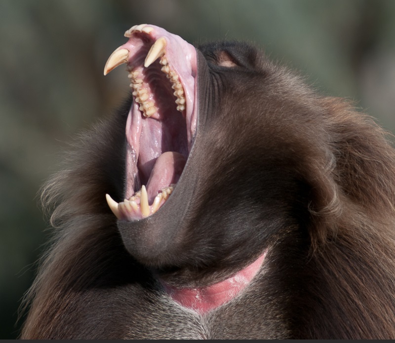 Enraged Wokie 3 Enraged Wokie 3