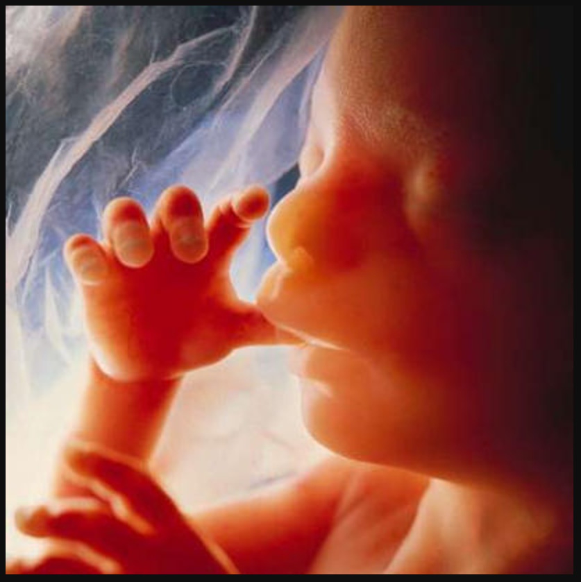 Human Life Human Life