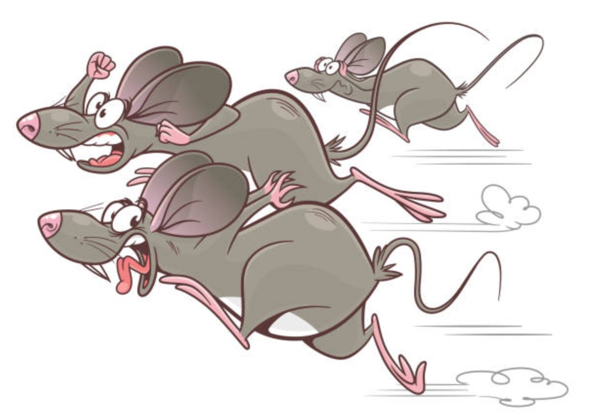 MAGA DOGE FLEEING RATS