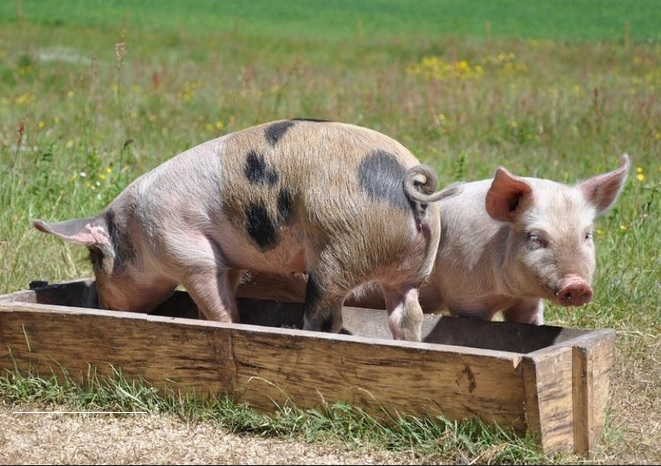 Pigs In A Feeding Trough Pigs In A Feeding Trough