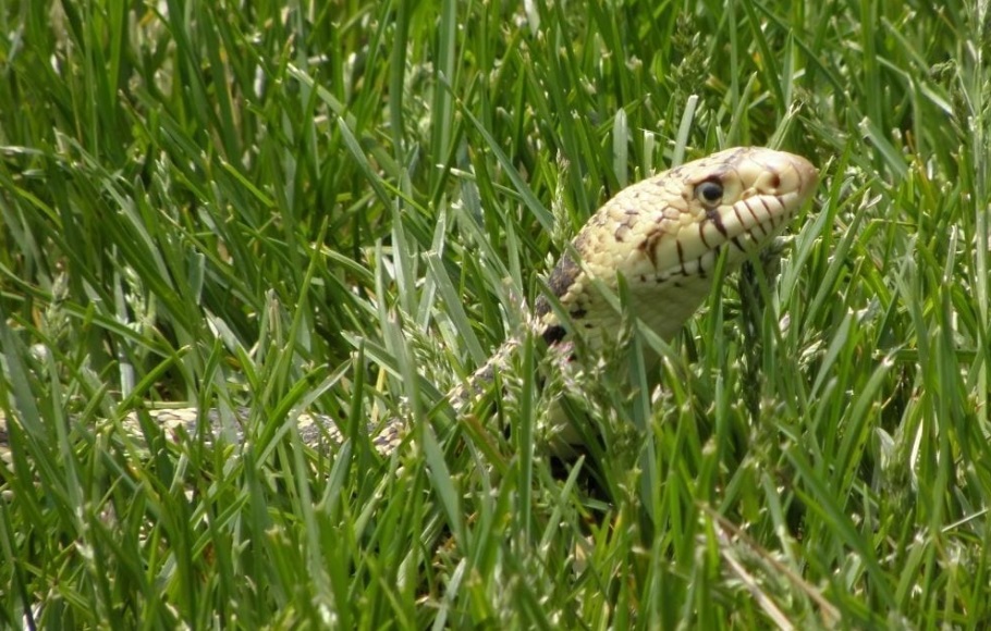 Snake in the Grass