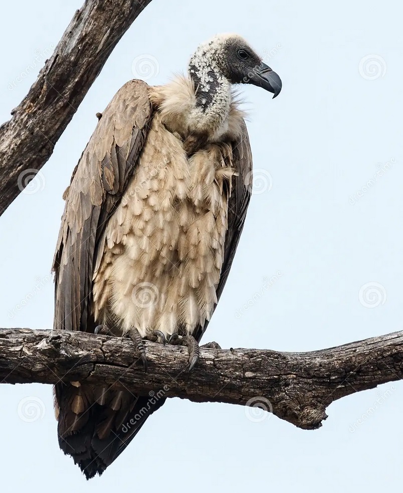 Vulture Politics Vultire